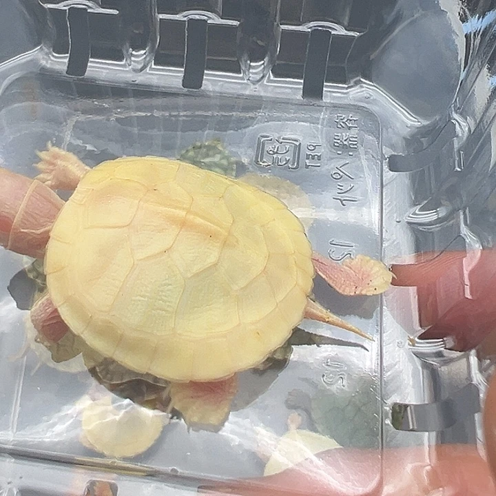 绿毛龟母白巴1111