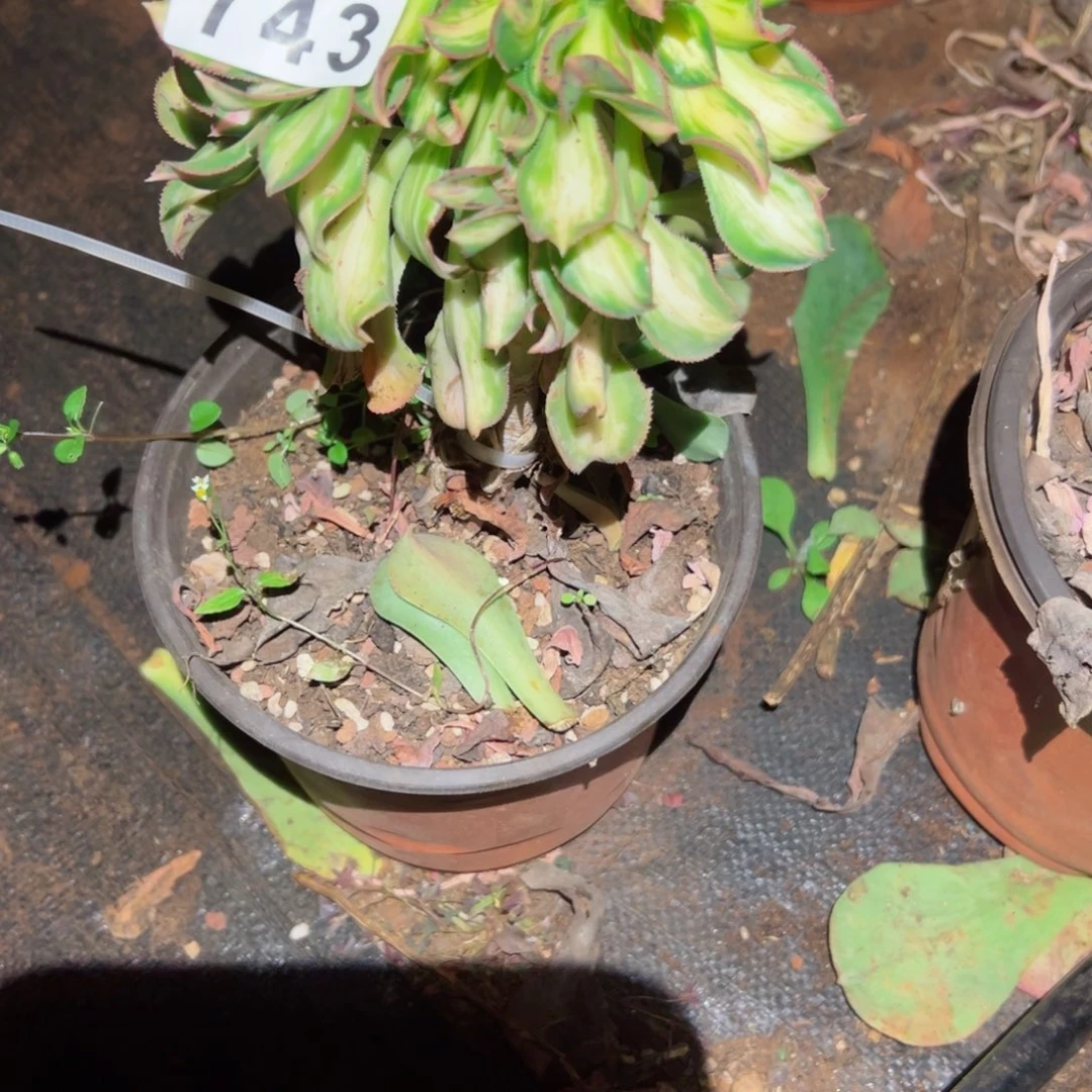 743 号多肉植物法师新年福利叶子会发黑