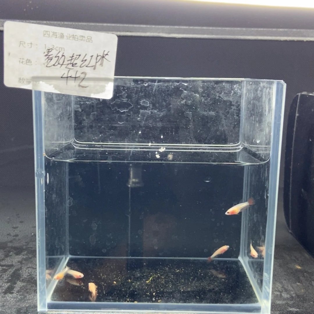 斗鱼包活不包损所见即所得113