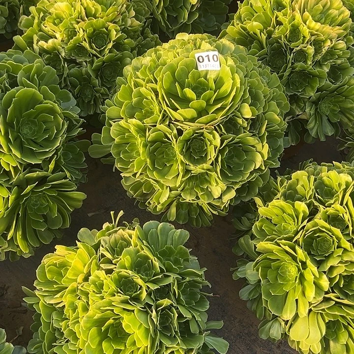 11.14-10琉璃多肉植物1