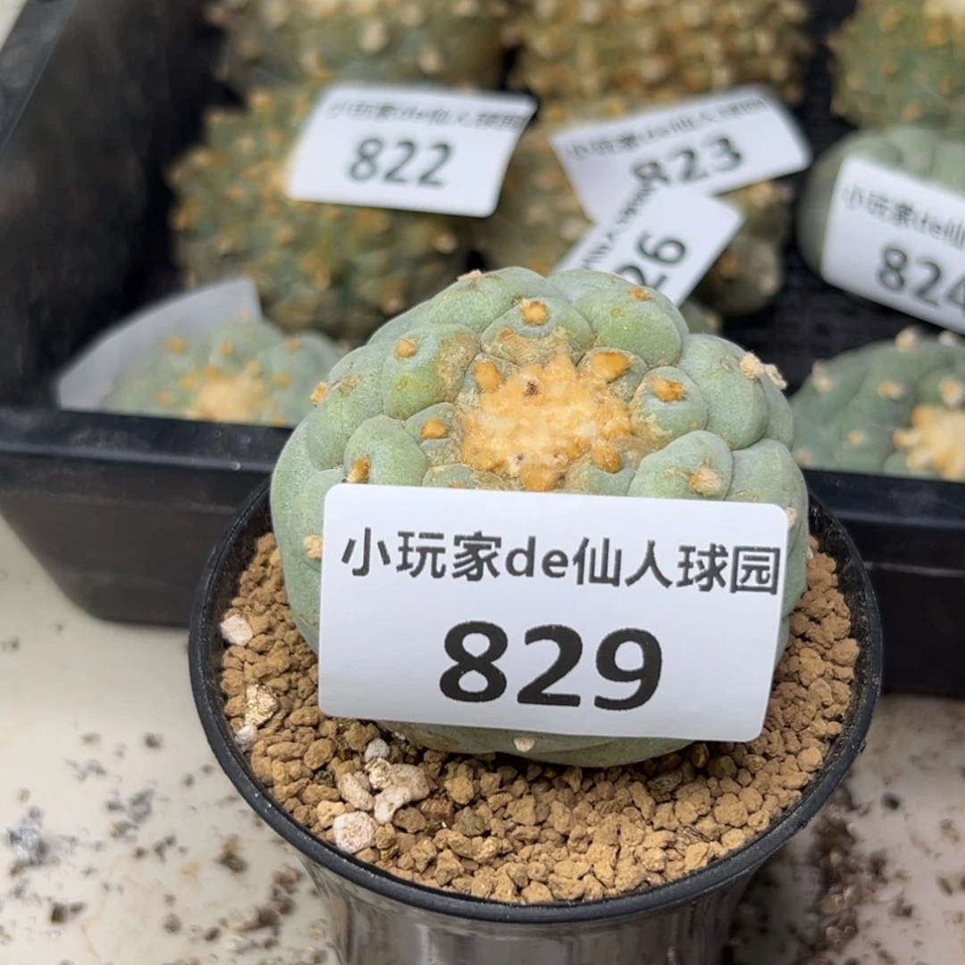 ?***829 有根 仙人球的世界里