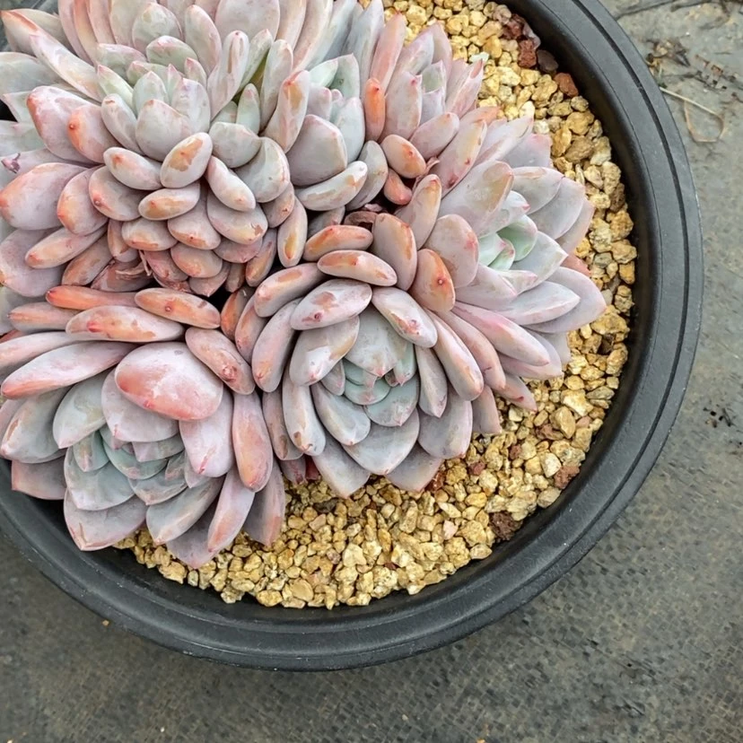 【闪购商品】莎*姐