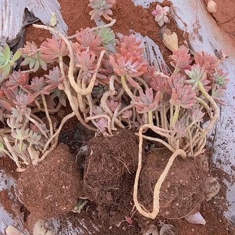 三颗小丘利。包邮不售后