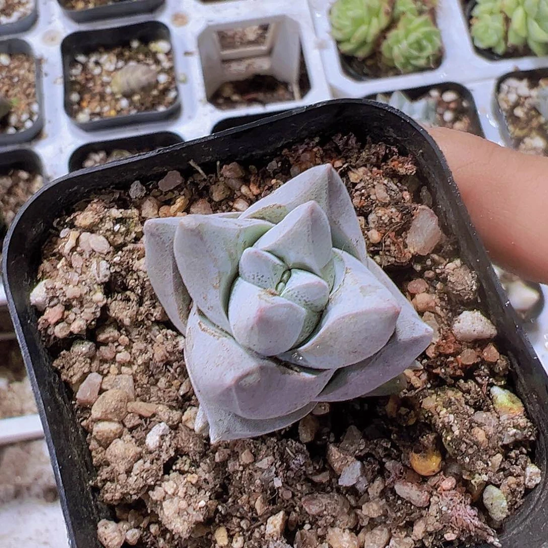 犀牛19包邮多肉植物