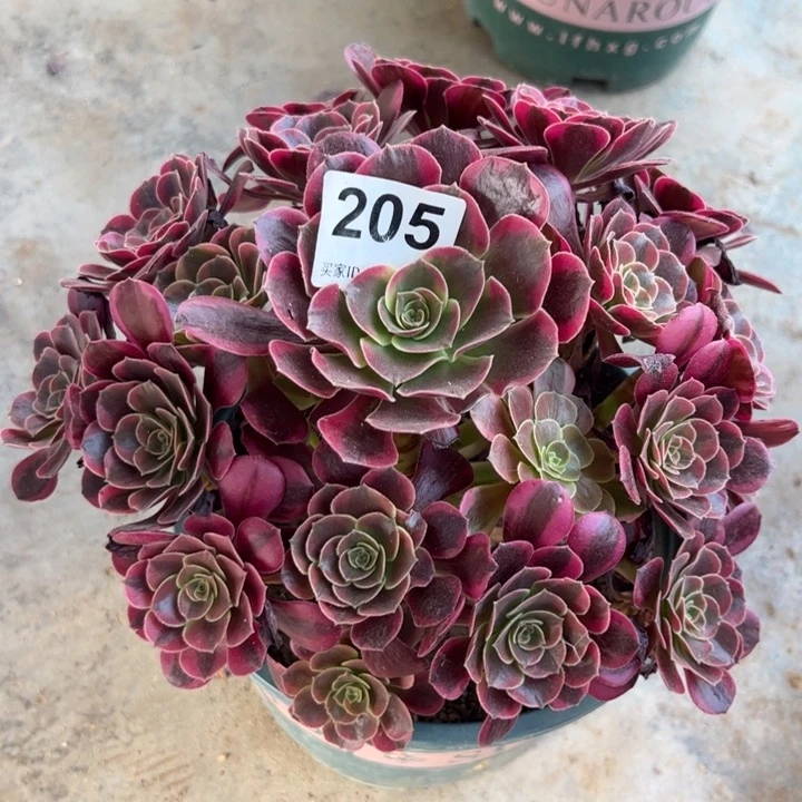 205凤冠23厘米左右半木