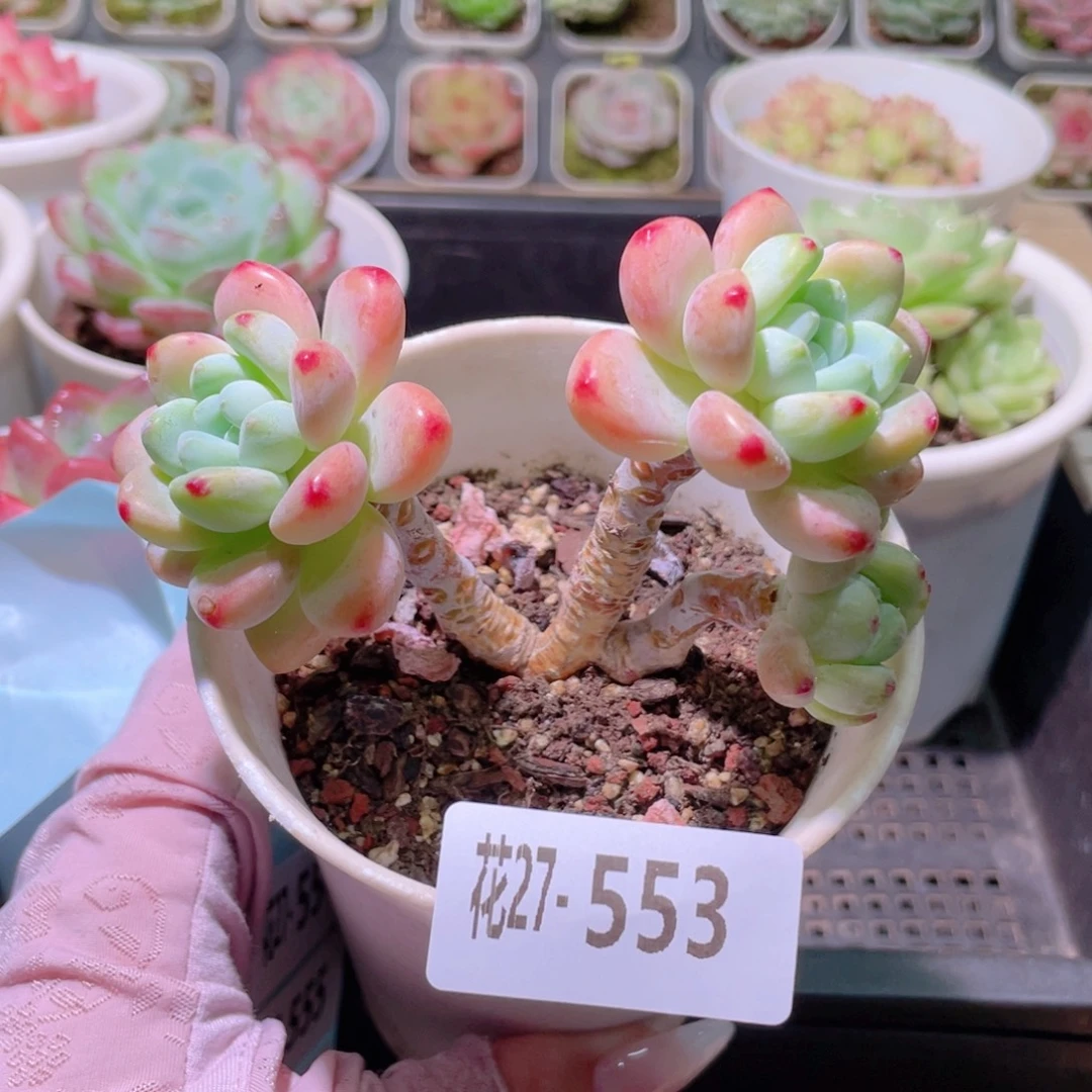 花利美27-553罗琦