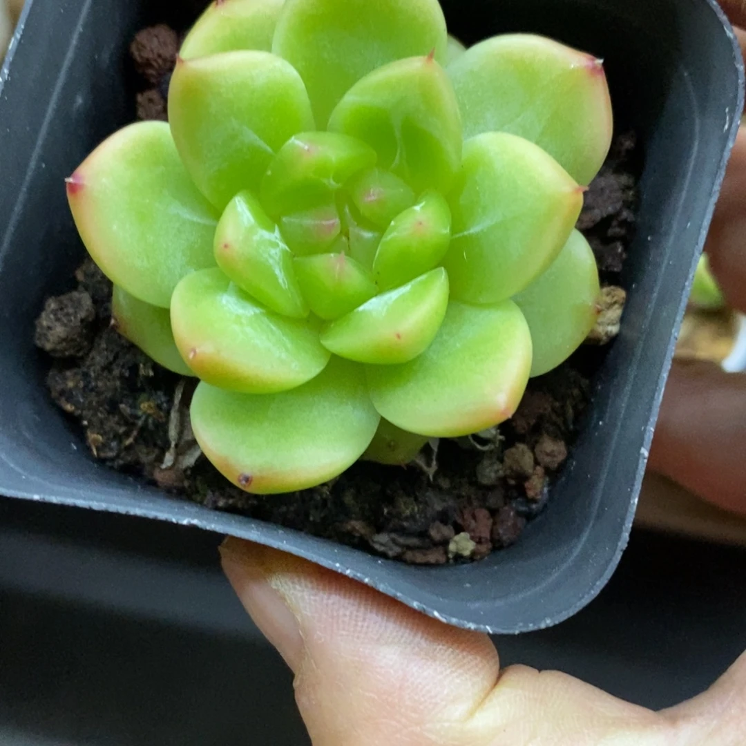 精品多肉一物一拍不包整294