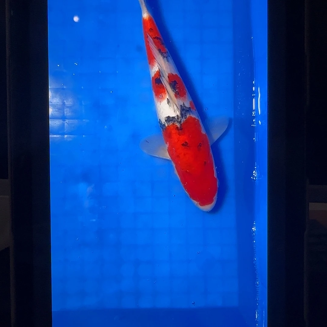 渔悦锦鲤四选蓝宝石大正一尾