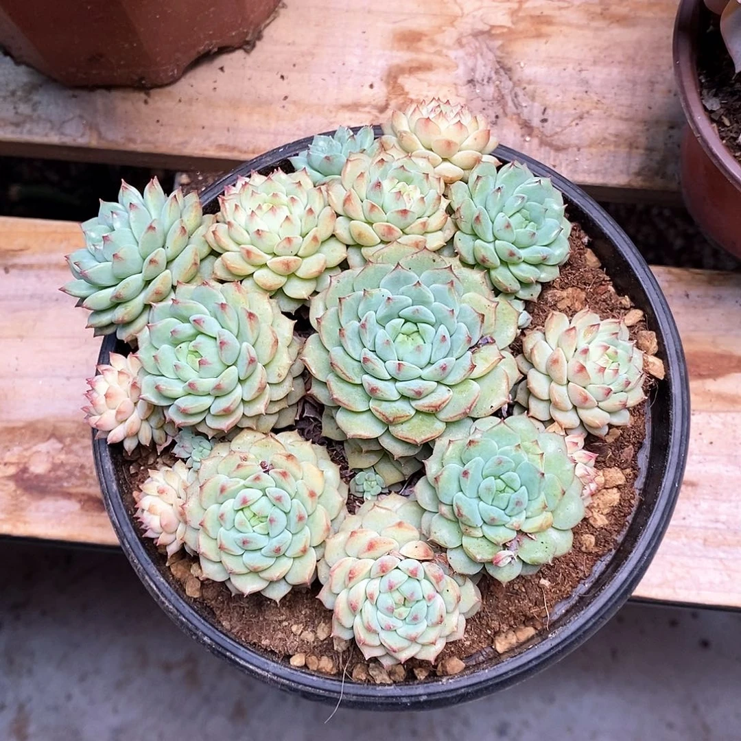 熊猫脸大群30元包邮