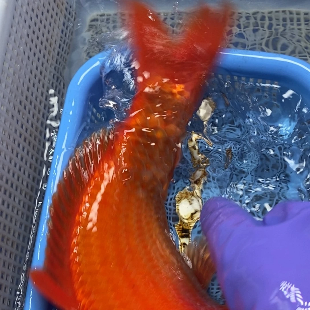 锦鲤冷水锦鲤包邮