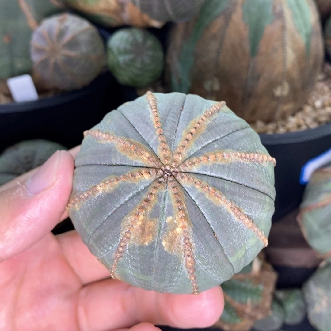 20原产地布纹球多肉植物