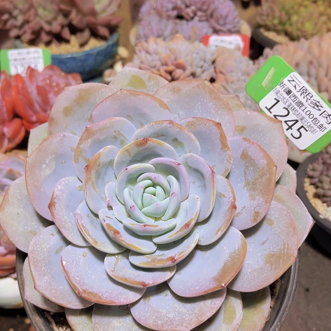 1245奶茶多肉植物