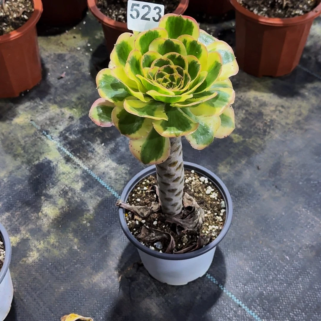 523燕姿法师植物多肉
