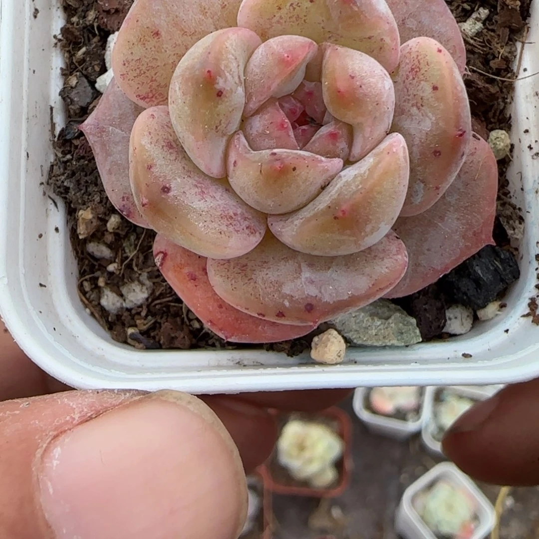 小卡拉米糖心一物一拍