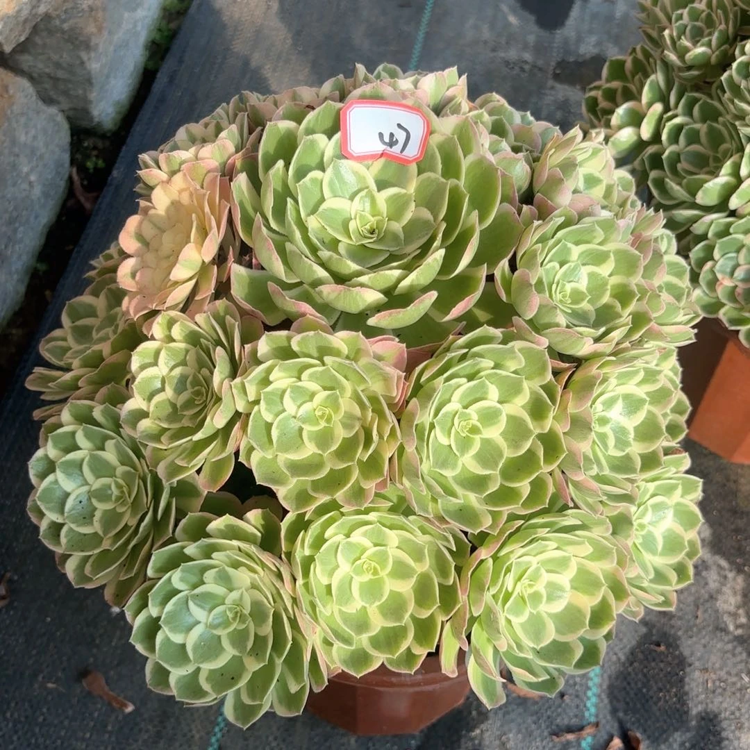 全部花朵永*?47孔雀翎多肉植物