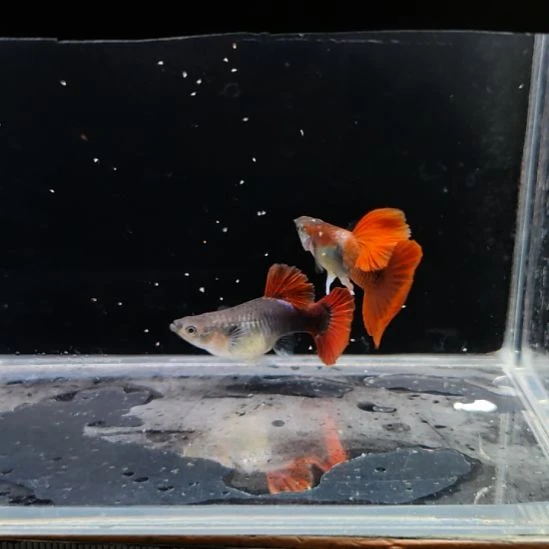 孔雀鱼折扇一对8888