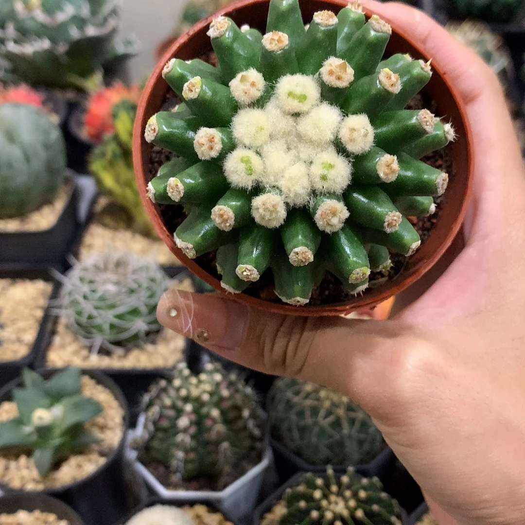 当前无花栽培后可以开花金琥泉短刺