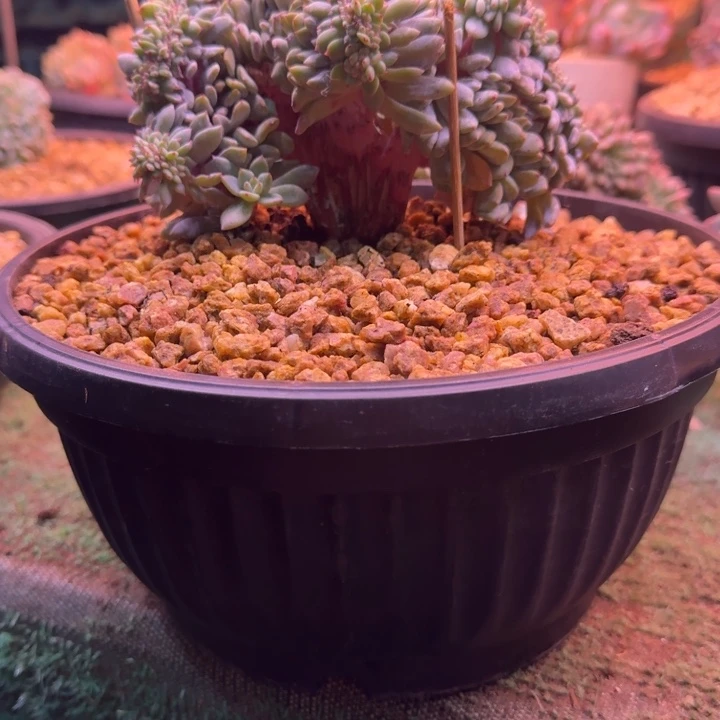星影树缀无砍多肉