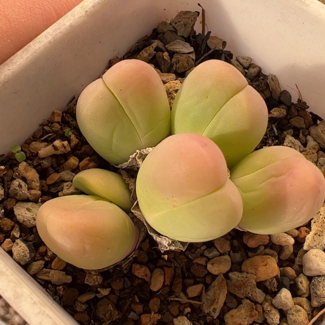 025多肉植物组合