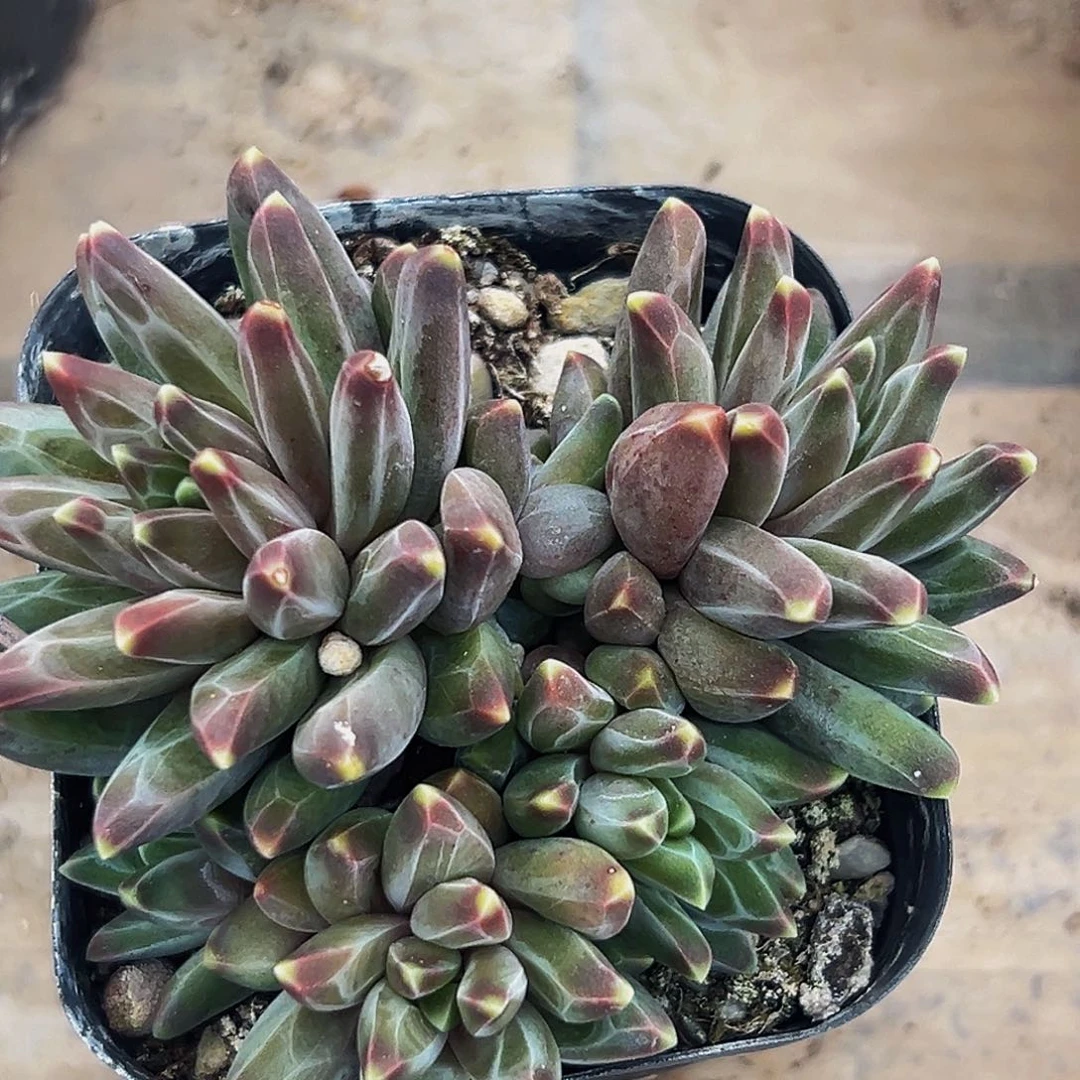 美人系列多肉植物