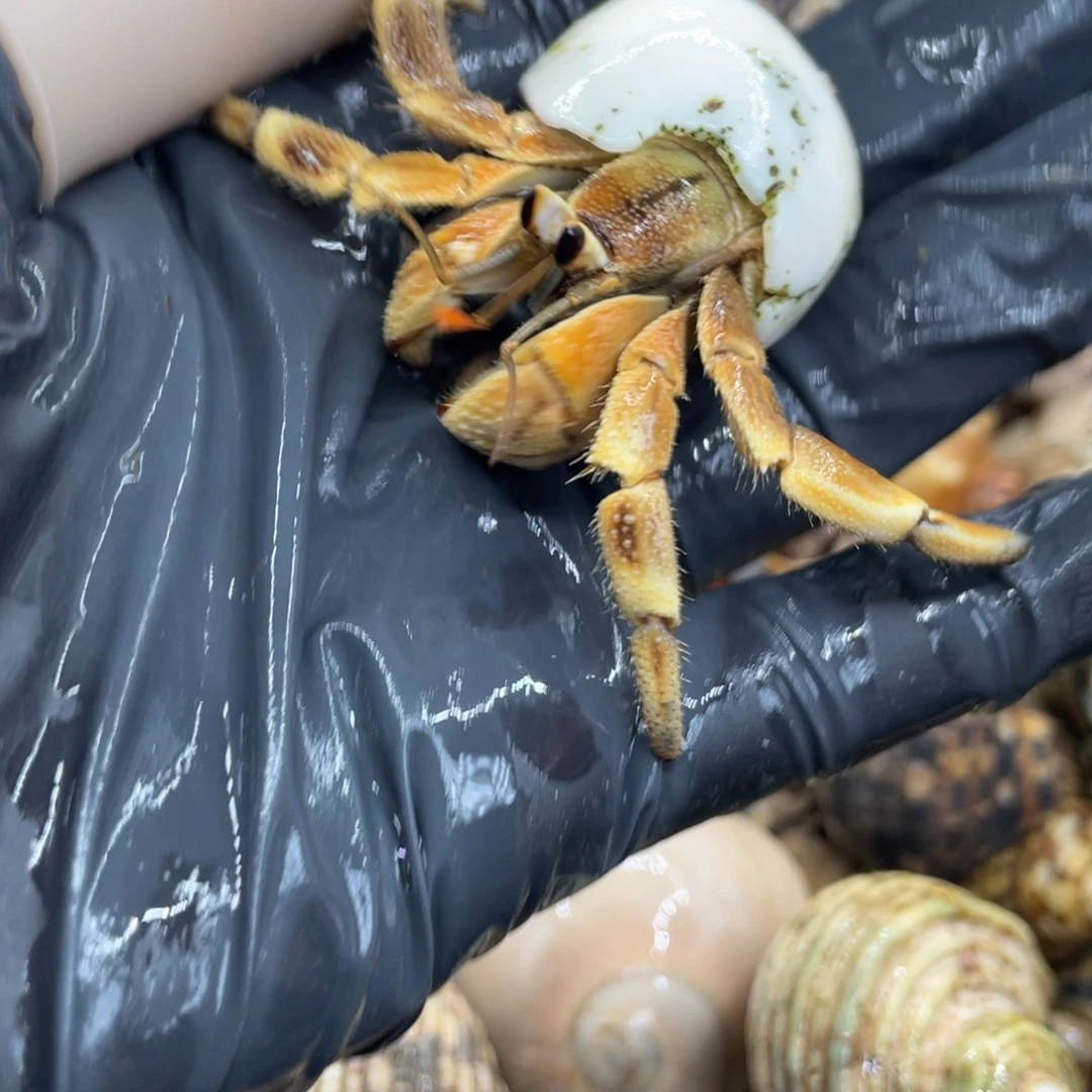 不退不换活体宠物124