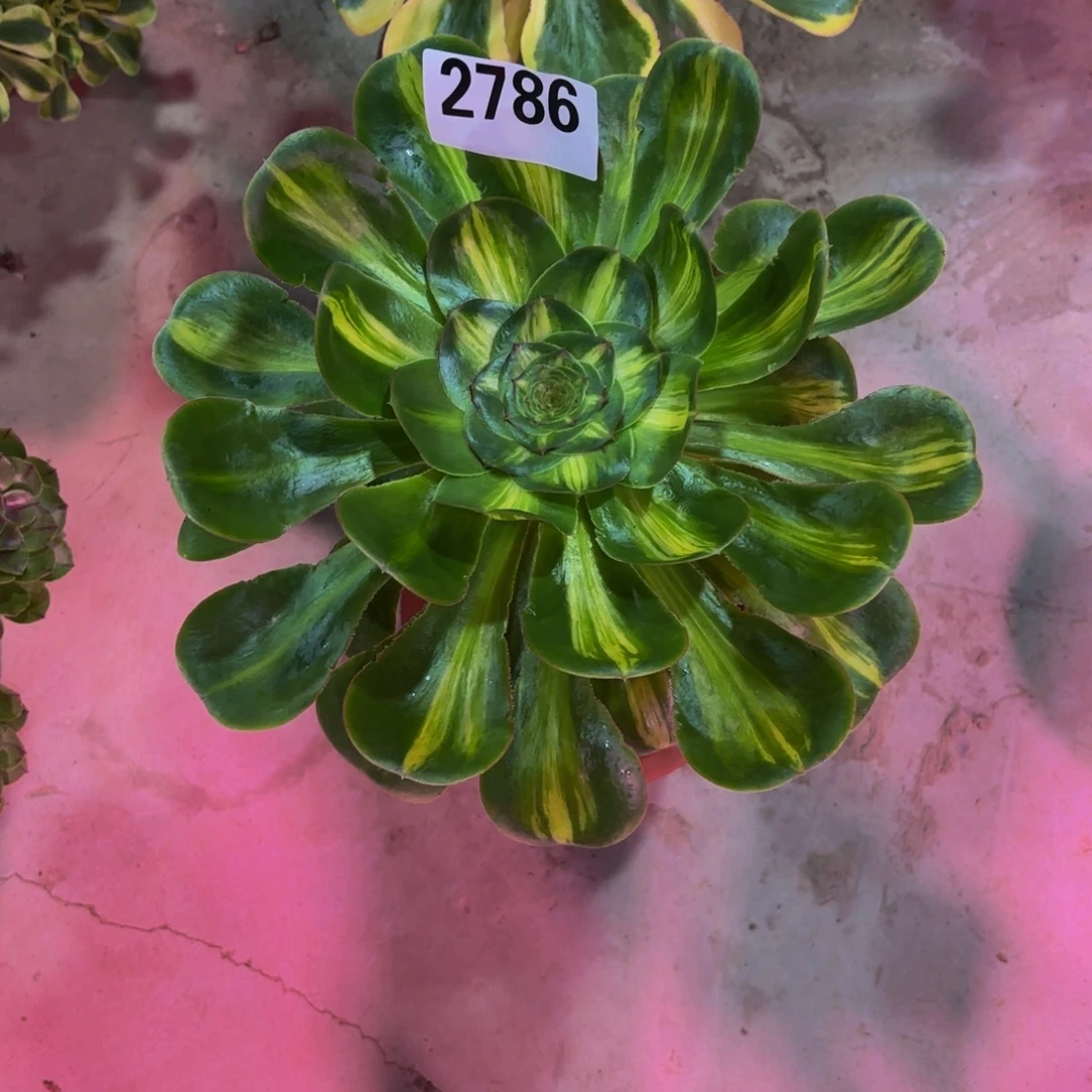 莉***姐无花朵2786中班1111111