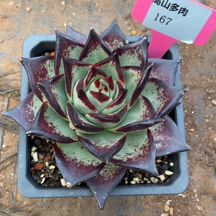 幸****D167- 直播福利 乌木