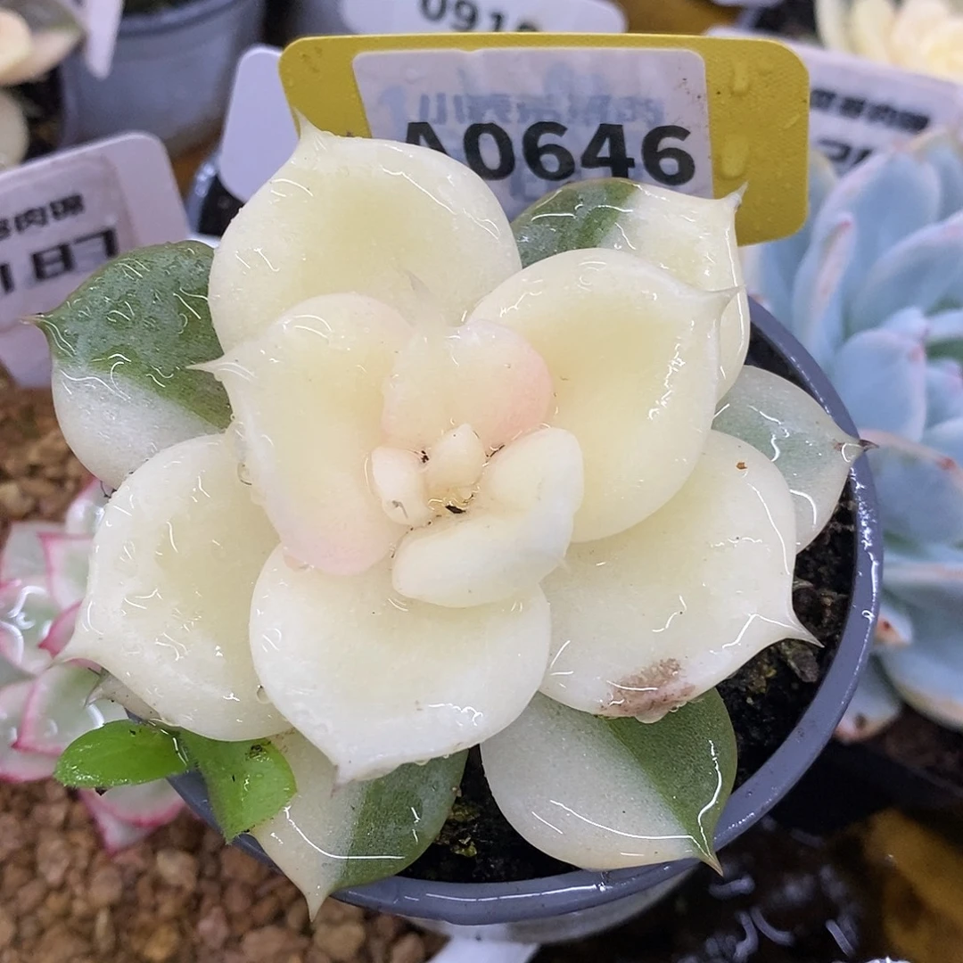 646滴加尔湖哈哈哈哈