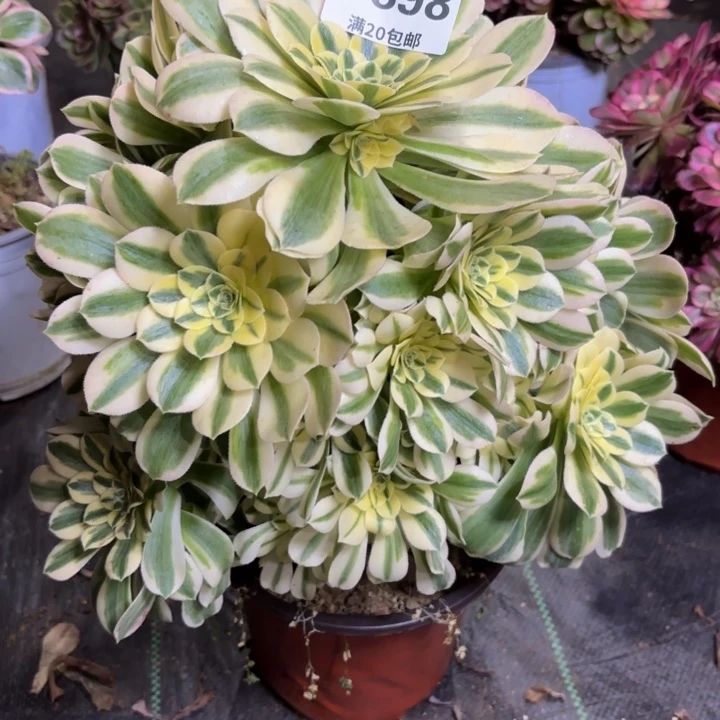 瑞妈一物一拍898