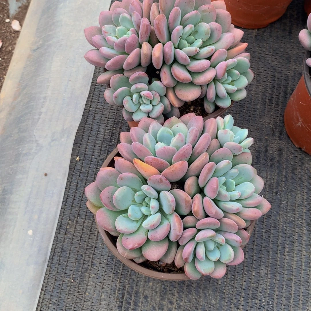 小白露群多肉植物发2个