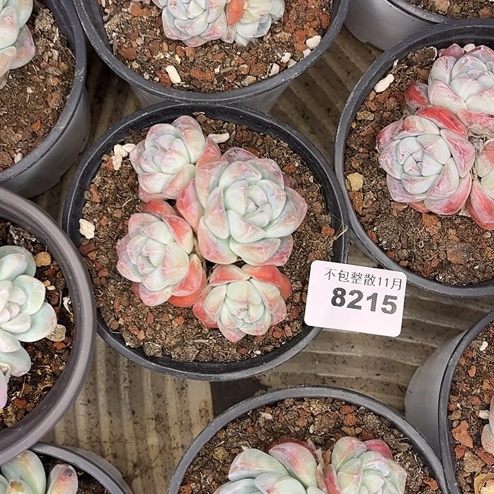 阿雅园艺。        8215