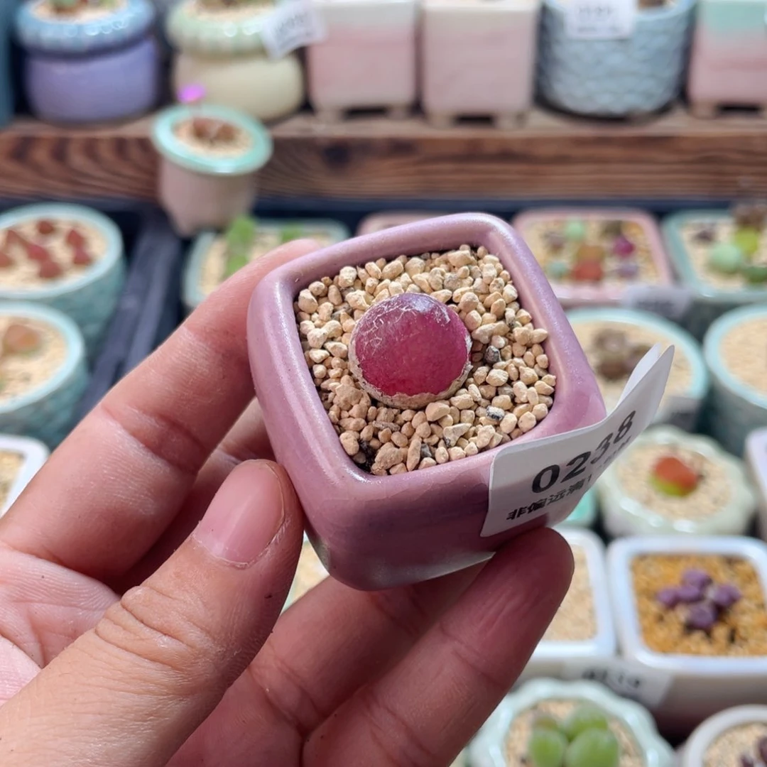 无花朵0238--一物一拍 带盆土