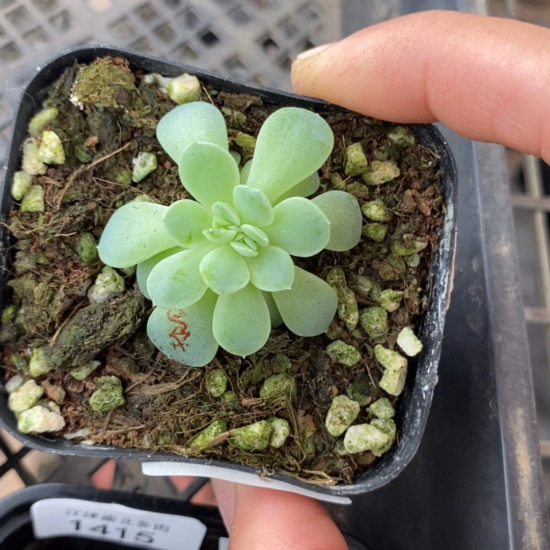 标1418纸鸢一个多肉