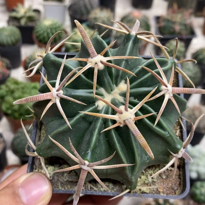 实生剑刺凌波特价2