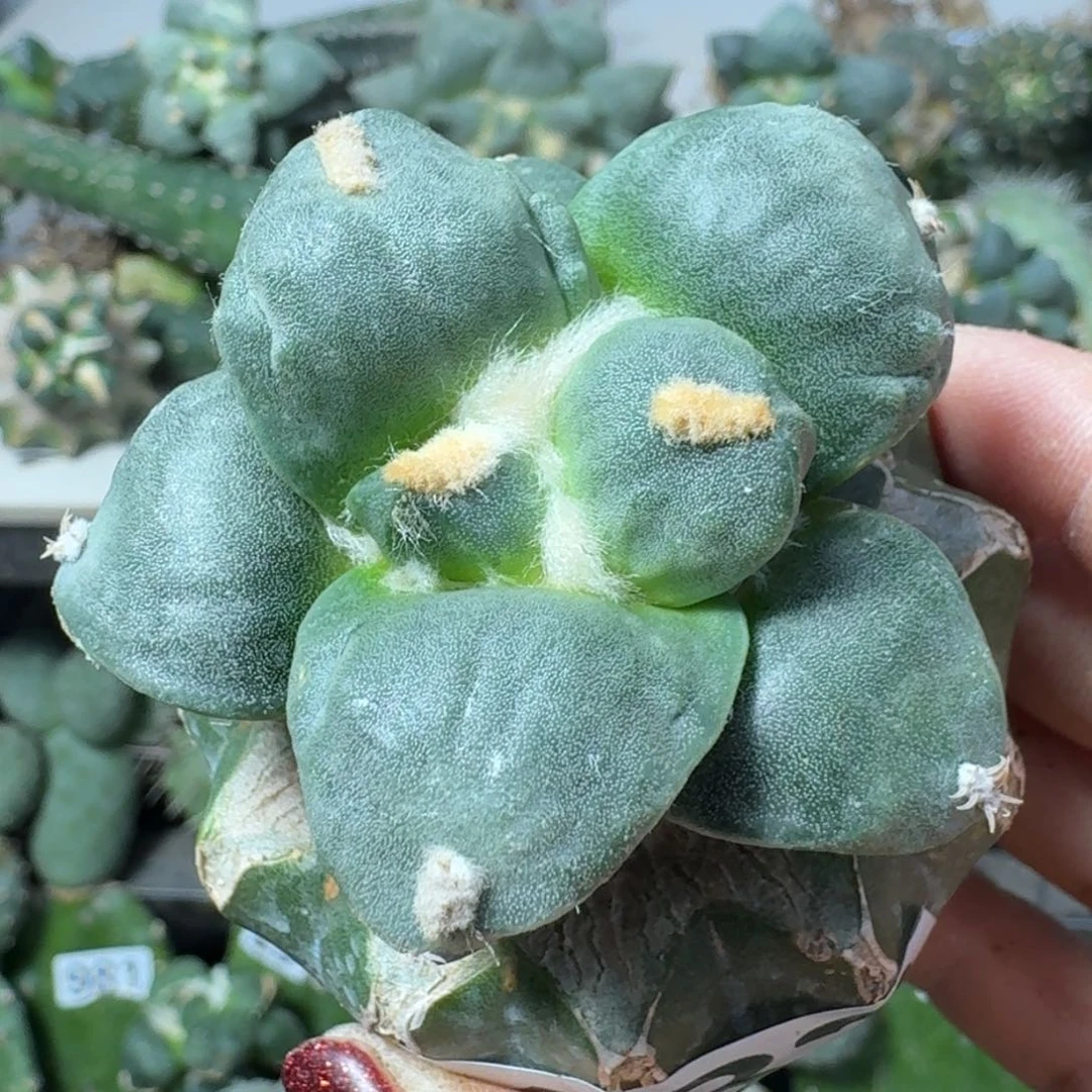 【闪购商品】无花朵开****！达摩丸尤482