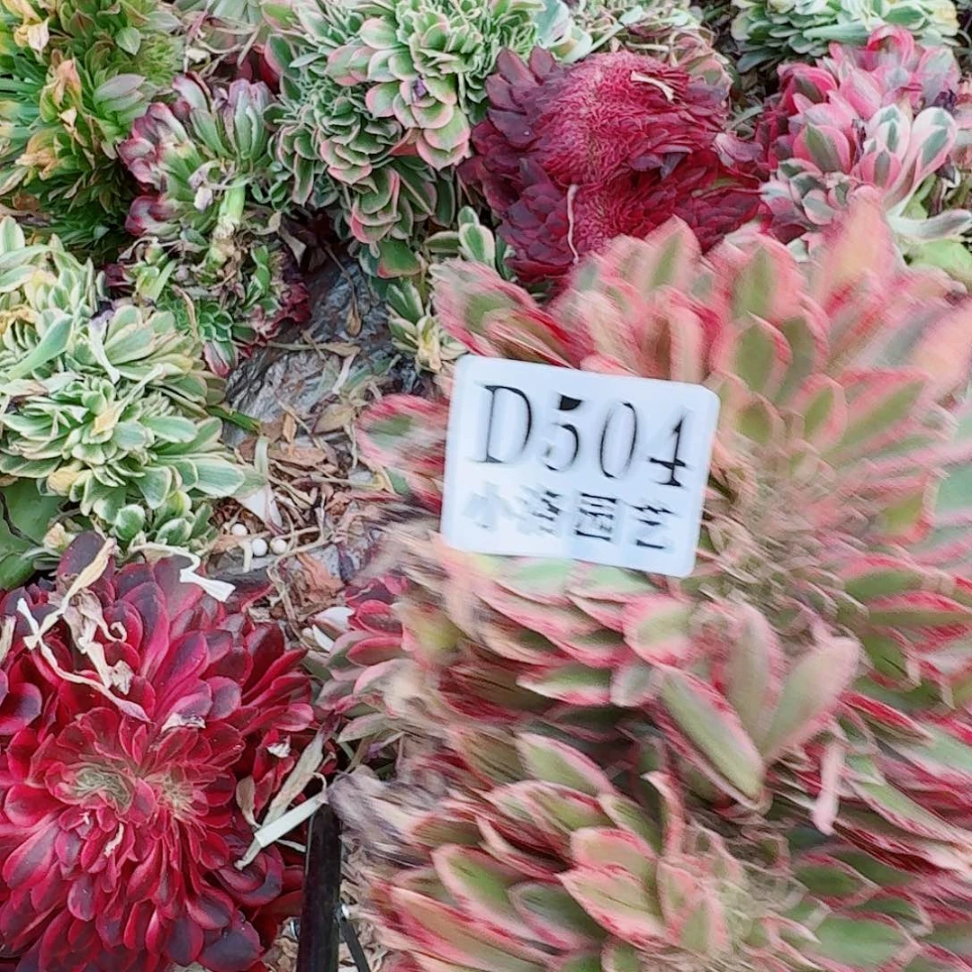 504 缀化无根不包侧枝