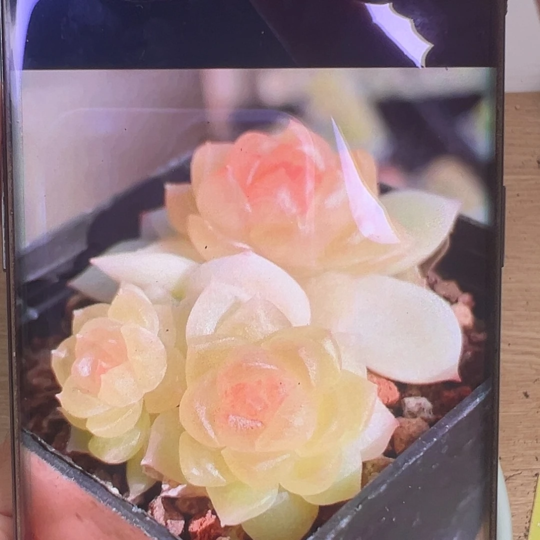 碧琉璃多肉状态图