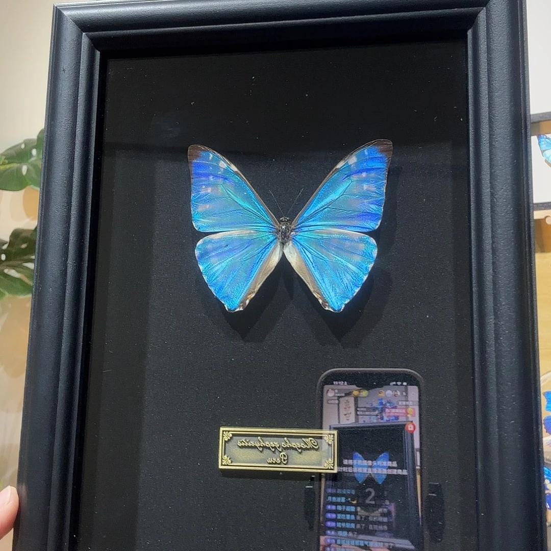 西风闪蝶画框a1-闪购