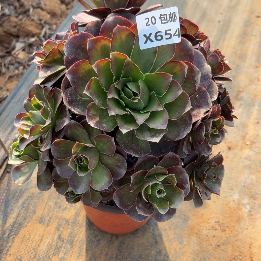 654魅金，满20包邮