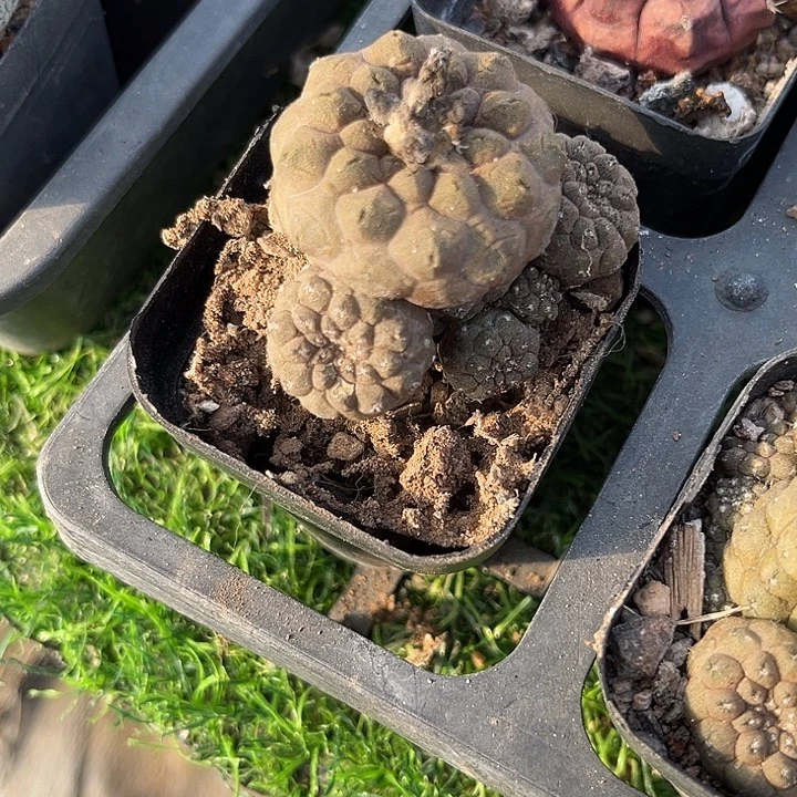 蜥蜴皮带仔zzzzzzzz