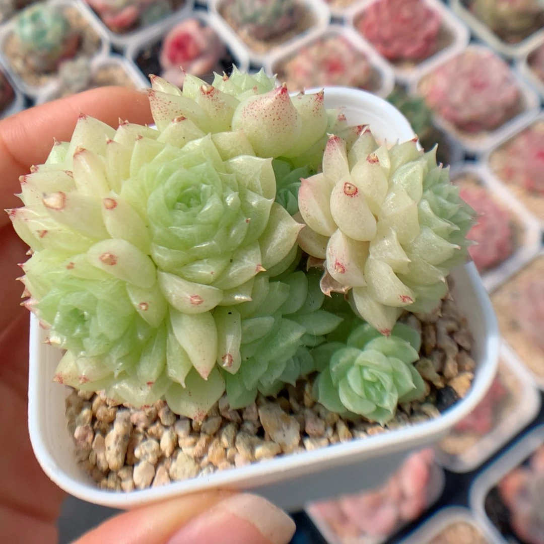 多肉植物。 麦秆44
