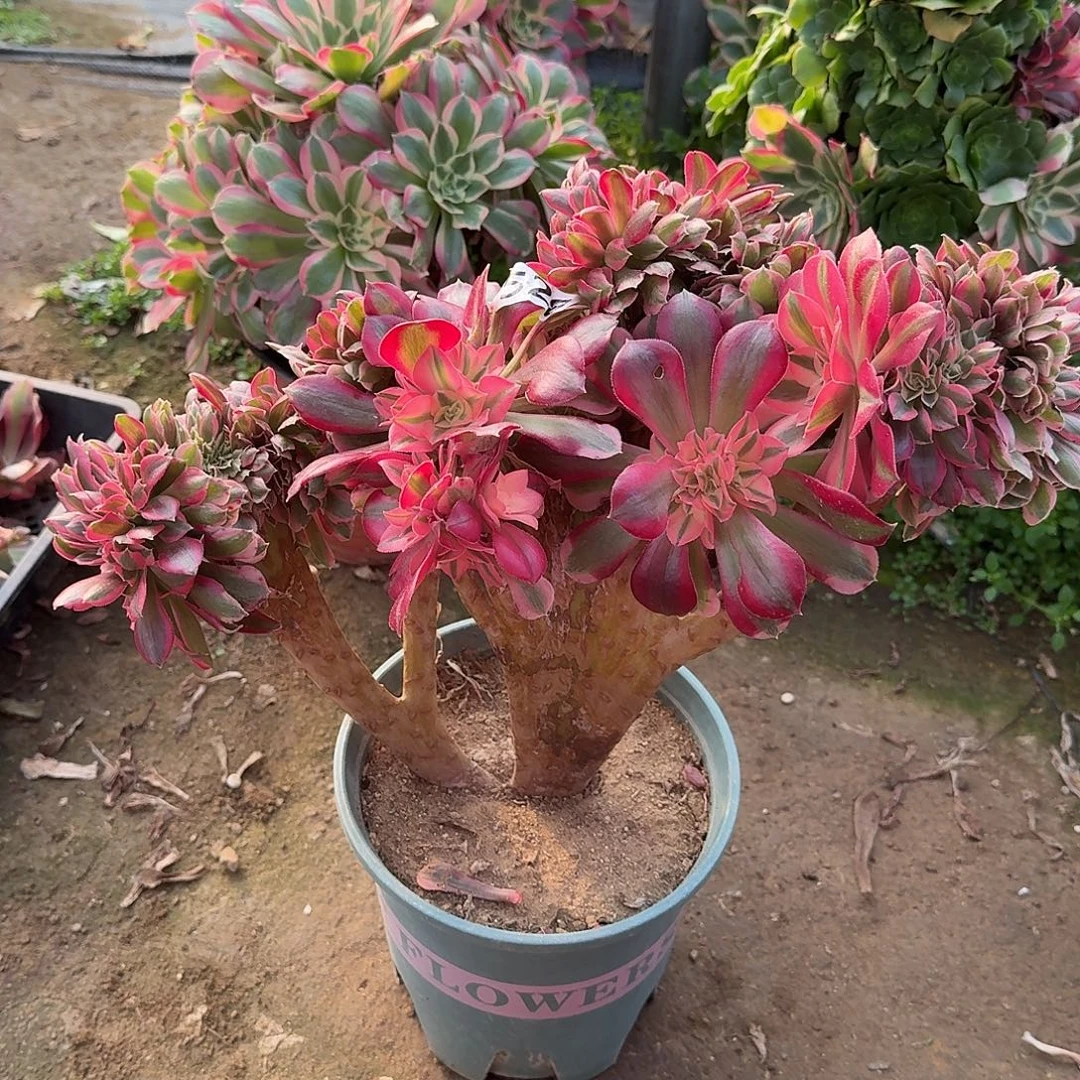 多肉植物粉女巫缀528