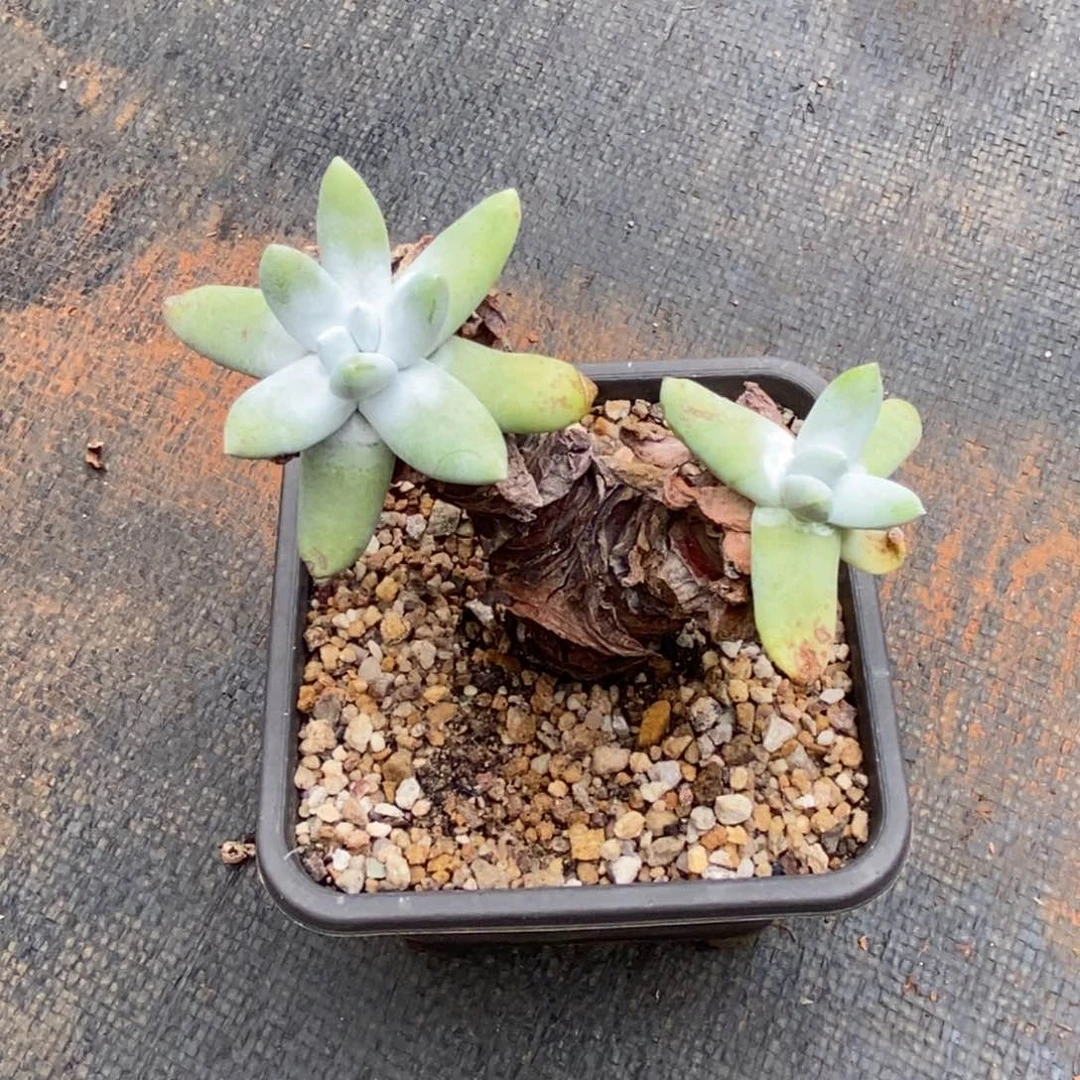 小叶子红拇指多肉植物