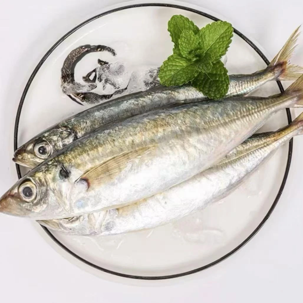 【专属】海捕野生巴浪鱼3-4条/斤速冻海鱼巴浪新鲜冷冻竹荚鱼海鲜