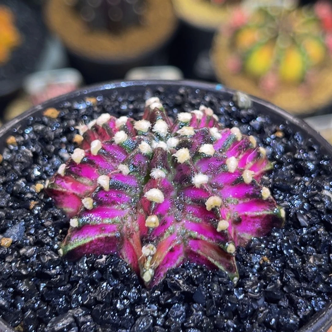 紫罗兰 米哈仙人球