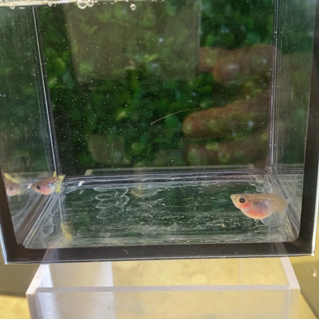 孔雀鱼黑金蕾丝一对