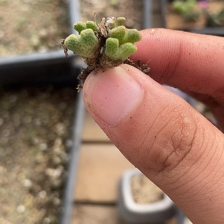 1643鹿角斑马一颗。