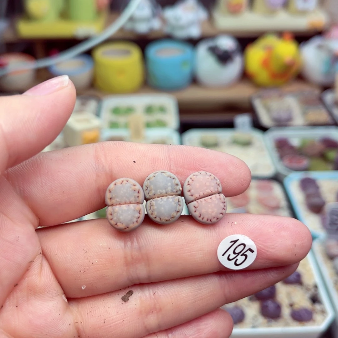 w**雯195号带盆包邮发货