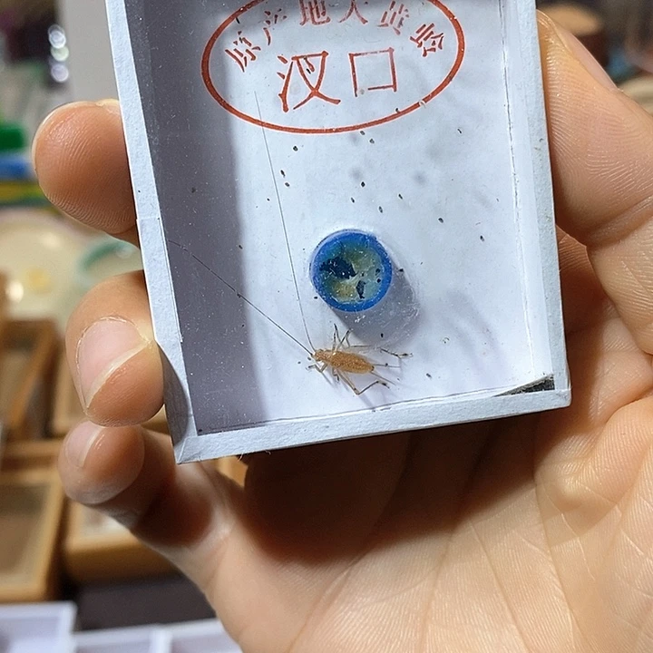 长须汊口大黄2只包邮