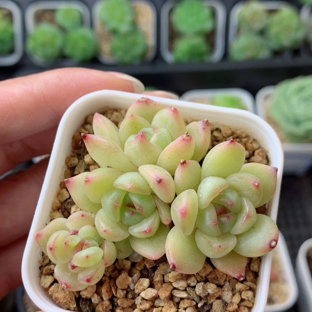 58包邮  群生不包整 100